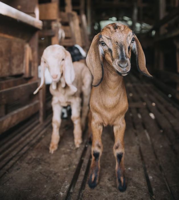 Kambing Malaysia - 1 Ekor