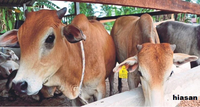 Lembu Malaysia / Parit - 1 Bahagian